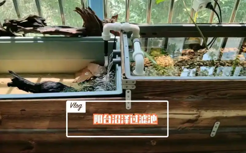 diy阳台沼泽过滤池分享