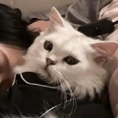 对象不是人猫咪系列情头图片