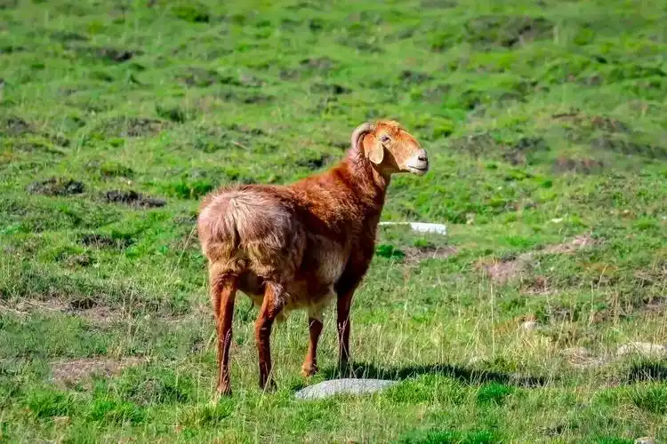 【吃在富蕴】当淄博烧烤遇上阿勒泰"福羊"会碰撞出怎样的火花呢?