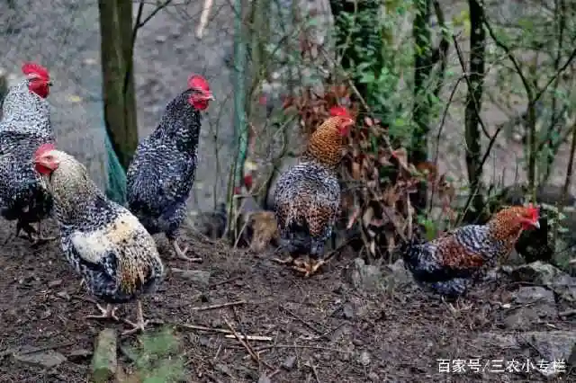 野鸡和家鸡可以"杂交"吗?你真的知道吗?看看内行人怎么说