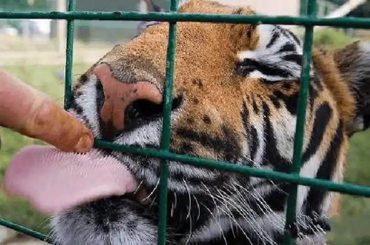 近距离拍摄下---老虎舌头上的倒刺