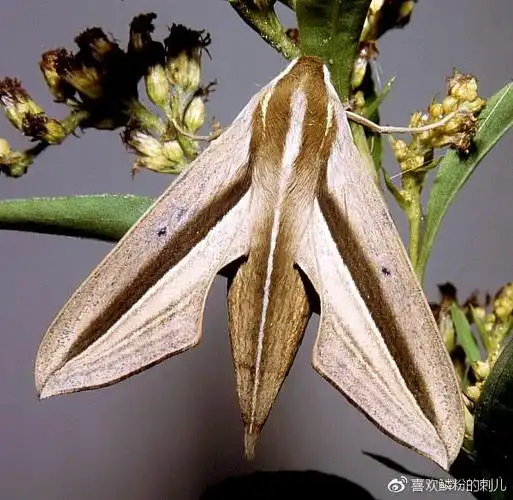 高颜值战斗机----斜纹&斜线款天蛾系列