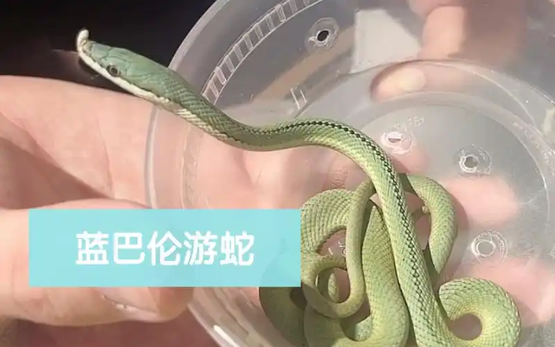 【开箱】蓝巴伦游蛇苗,价值一个香奈儿的蛇_哔哩哔哩_bilibili