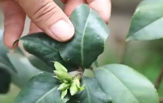 一旦遇到因施肥过量造成茶花卷叶,那么就要趁早给它浇几遍大水.