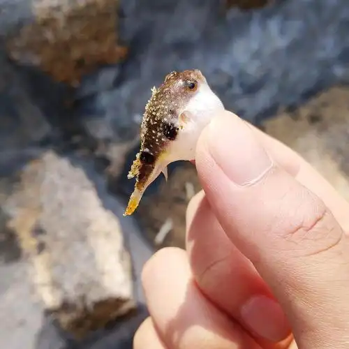 晒一晒去年在海边捡到的小河豚