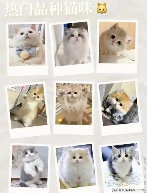 此外,"成都福安家宠物店"在业界的信誉也是有口皆碑的.