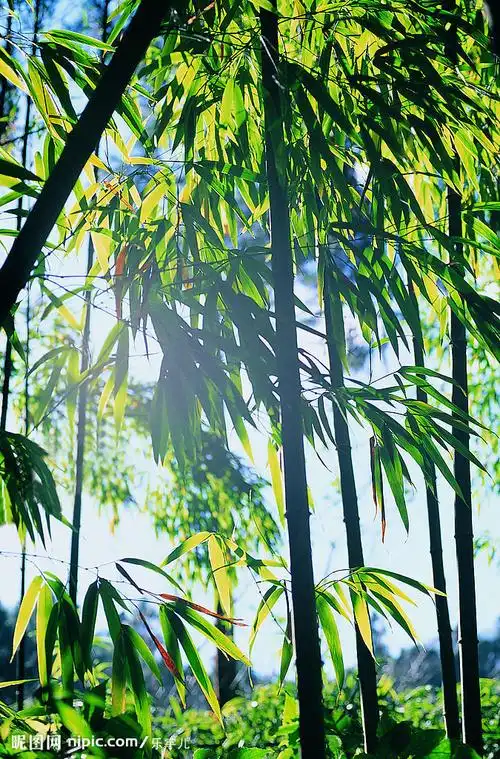 俊美的竹叶竹子素材摄影图__建筑景观_自然景观_摄影图库_昵图网nipic