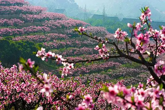 桃林,桃树,桃花园