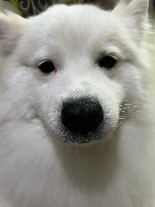 萨摩耶绝对是个戏精