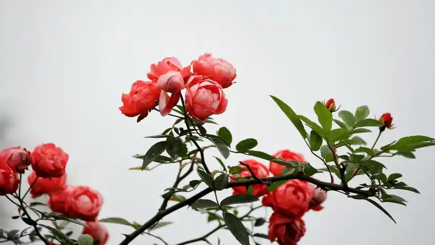 冬天盛开的蔷薇花