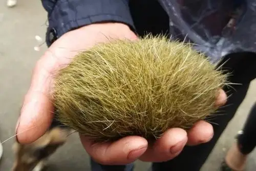 商业机会 礼品,工艺品 收藏品 >> 猪宝怎么鉴定