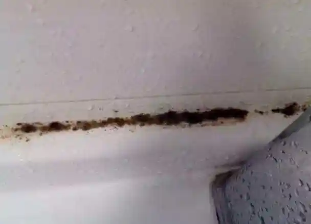 卫生间玻璃胶"发黑长霉"?老师傅教你一招,清理后焕然一新!