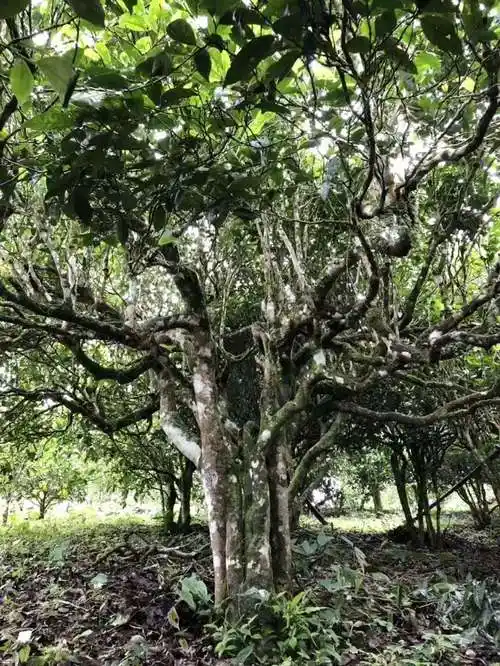 决定古树普洱茶口感的神秘原因