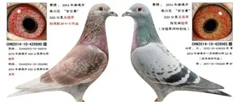 第九配对:子代曾获地方赛高位多羽,而且300一500公里都稳定快速,尤其