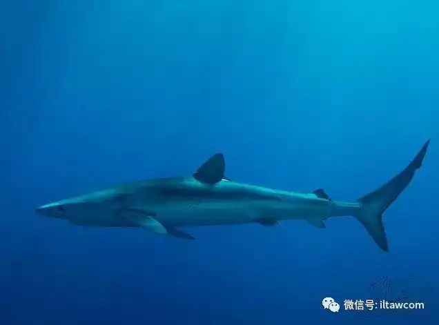 动物世界-大青鲨