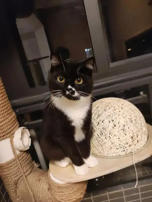 奶牛英短顺呀呀