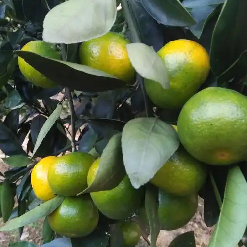 新鲜10斤蜜桔农产品湖南郴州东江江湖蜜橘薄皮桔子