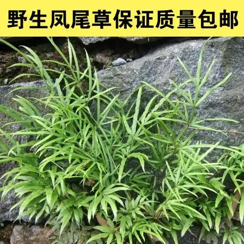 野生小叶凤尾草鸡脚草金鸡尾凤凰草井栏草鸡爪草干品包邮中药材