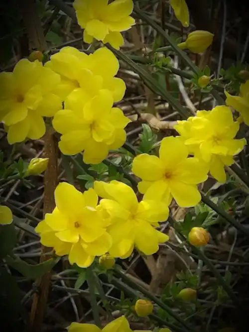 春天是花的世界