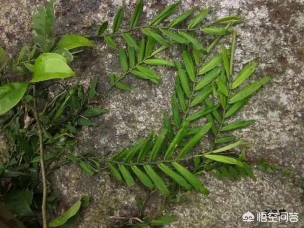 大人就会摘点蜈蚣藤碾碎了涂抹在伤口上,蜈蚣藤有点毒性,大人说