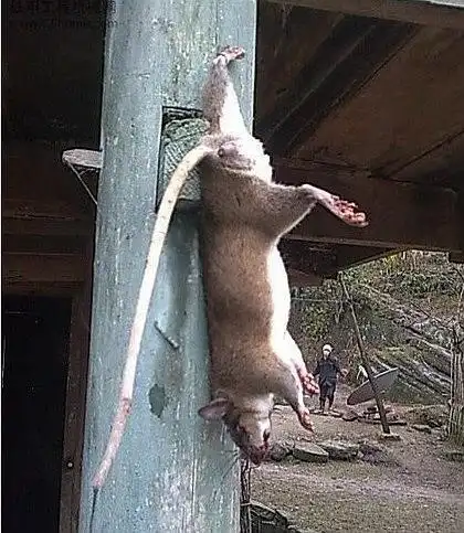 [本人已死]的相册-收集一些巨鼠图片