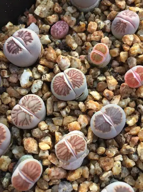 生石花菊文章,红窗菊,菊锦,菊奔,菊bing gan如图可挑