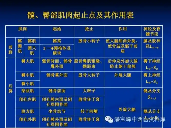 全身肌肉起止点