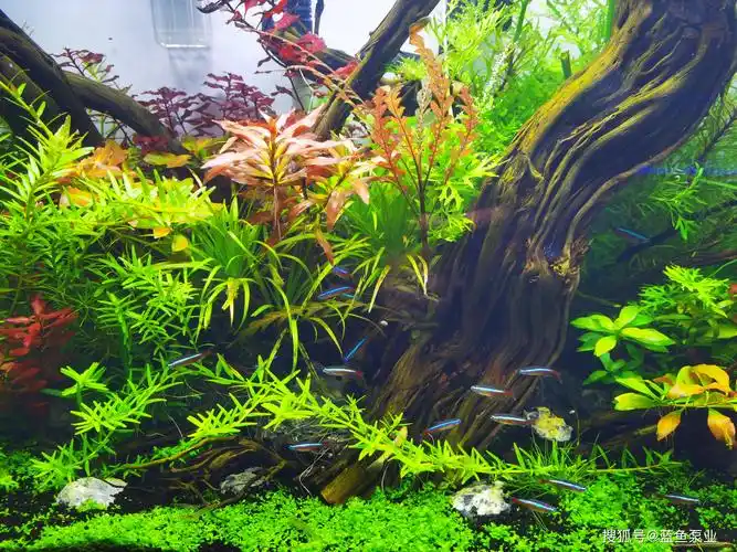 水草在鱼缸里养不活的原因及解决办法