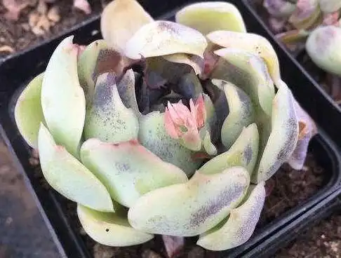 防治黑斑病多肉黑斑可能由黑斑病感染引起.