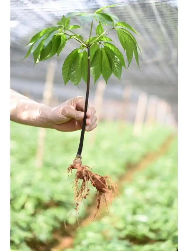 原来三七苗长这样!