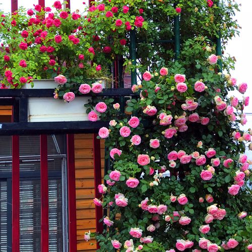 想要打造一面月季花墙吗?选对品种是关键