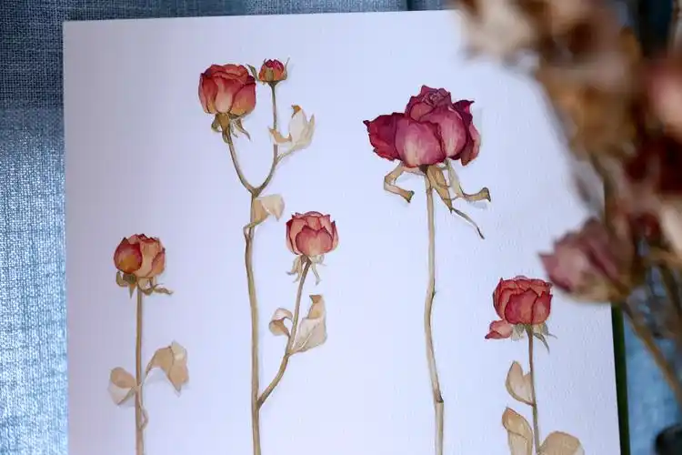 干花|插画|艺术插画|hexing1990 - 原创作品 - 站酷 (zcool)