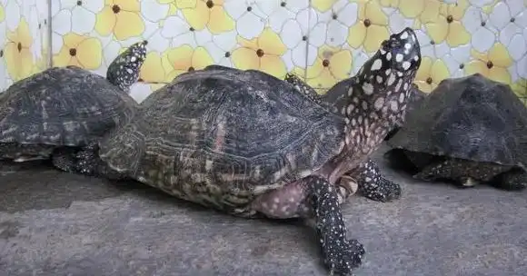 想知道斑点池龟如何辨别雌雄?我来告诉你答案!