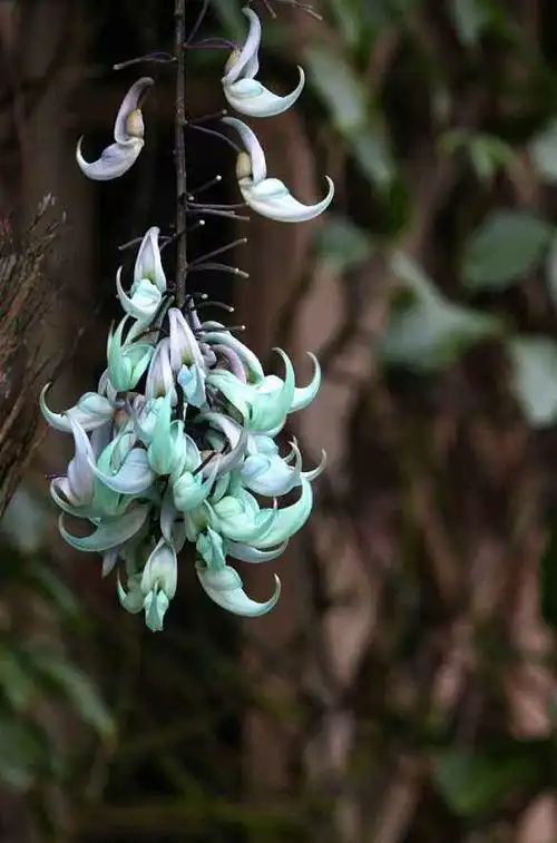 今日识花|绿玉藤