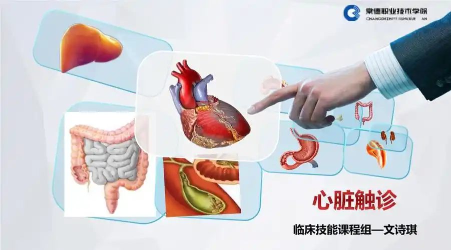 临床实践技能 心脏触诊 心脏触诊.pptx