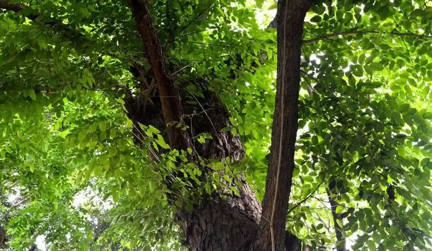 老农称它"紫檀树",长成材需要300年,下脚料卖300多一斤