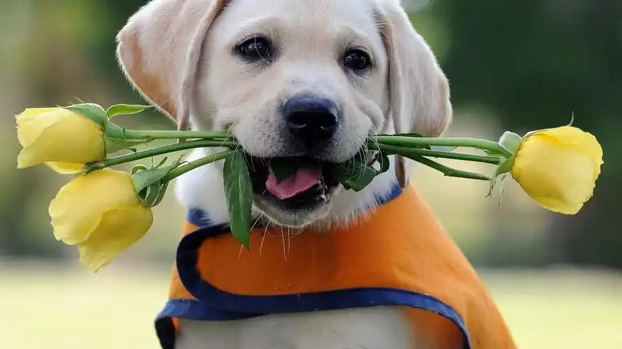 可爱狗狗拉布拉多猎犬电脑桌面壁纸