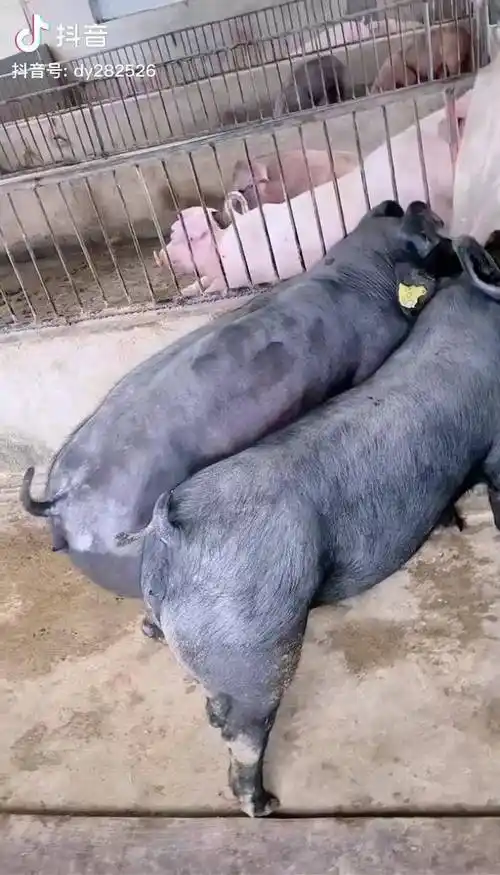 黑杜种母猪黑杜洛克种公猪自繁自养母猪养猪dou小助手