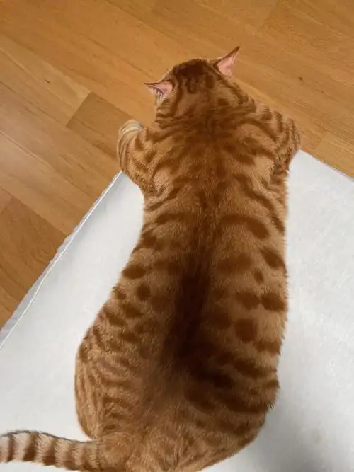 真诚求助19斤橘猫怎么减肥