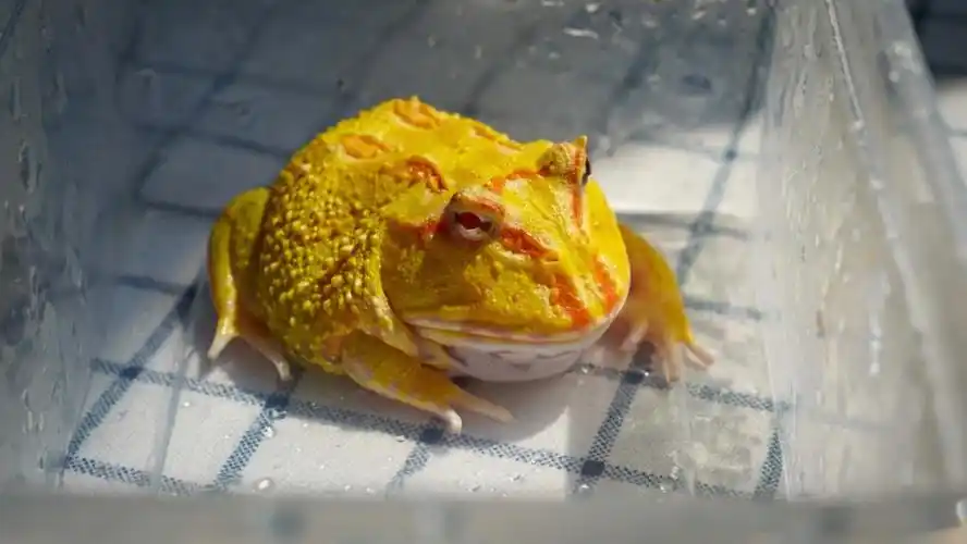 特立独行饲养员  #角蛙 #皮卡丘