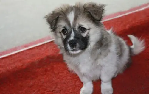 京巴狗是什么样子的