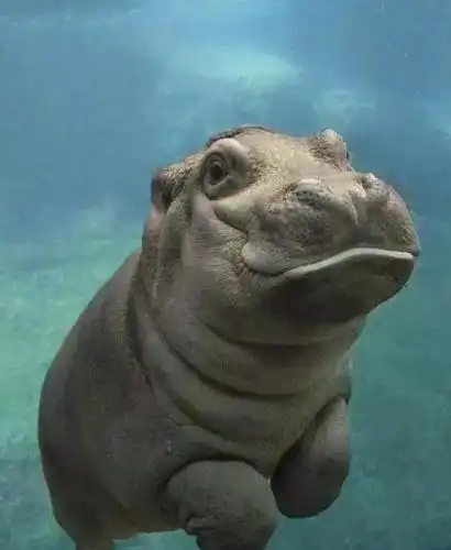 河马宝宝的一组照片, 简直就是丑萌的最好诠释