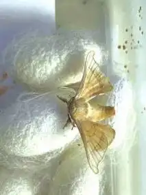 浑身都是宝 探秘蚕宝宝的神奇一生_蚕蛹_蚕茧_蚕丝