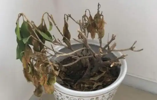 为什么盆栽的花容易死