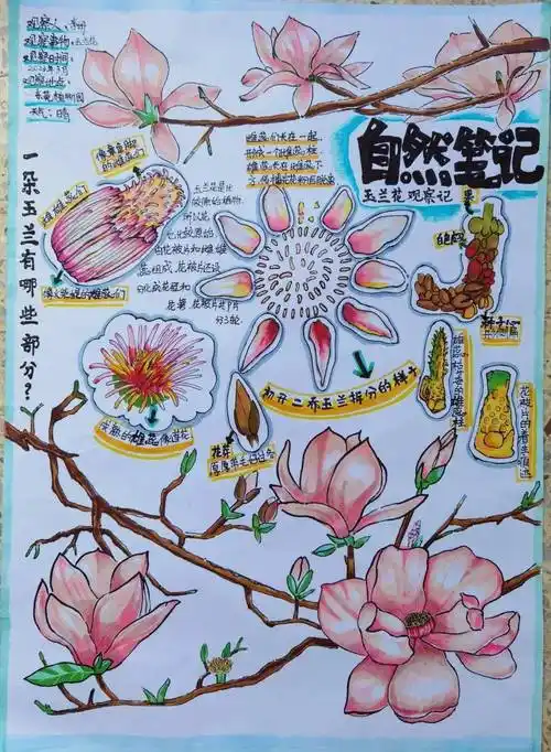 家庭文化节 | 桥头镇少年儿童自然笔记征集活动作品展示_指导老师