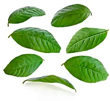 叶子,番石榴,隔绝,白色背景