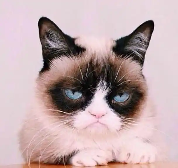 长八字眉的焦虑猫sam