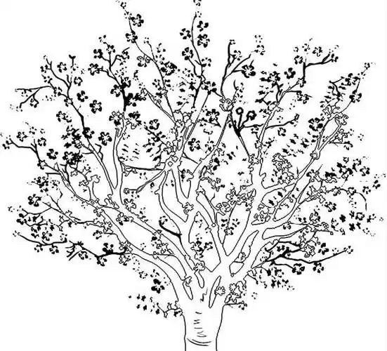 树的简笔画图片大全 香樟树的简笔画图片大全