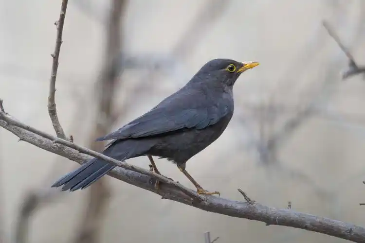 乌鸫一只,精明能干,勤奋勇敢,一表鸟才