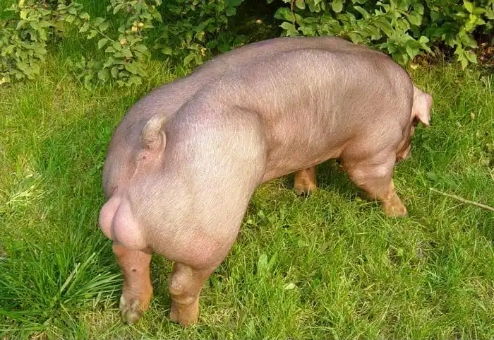 供应母猪河南省正阳县诸美种猪场杜洛克猪-生猪产业网